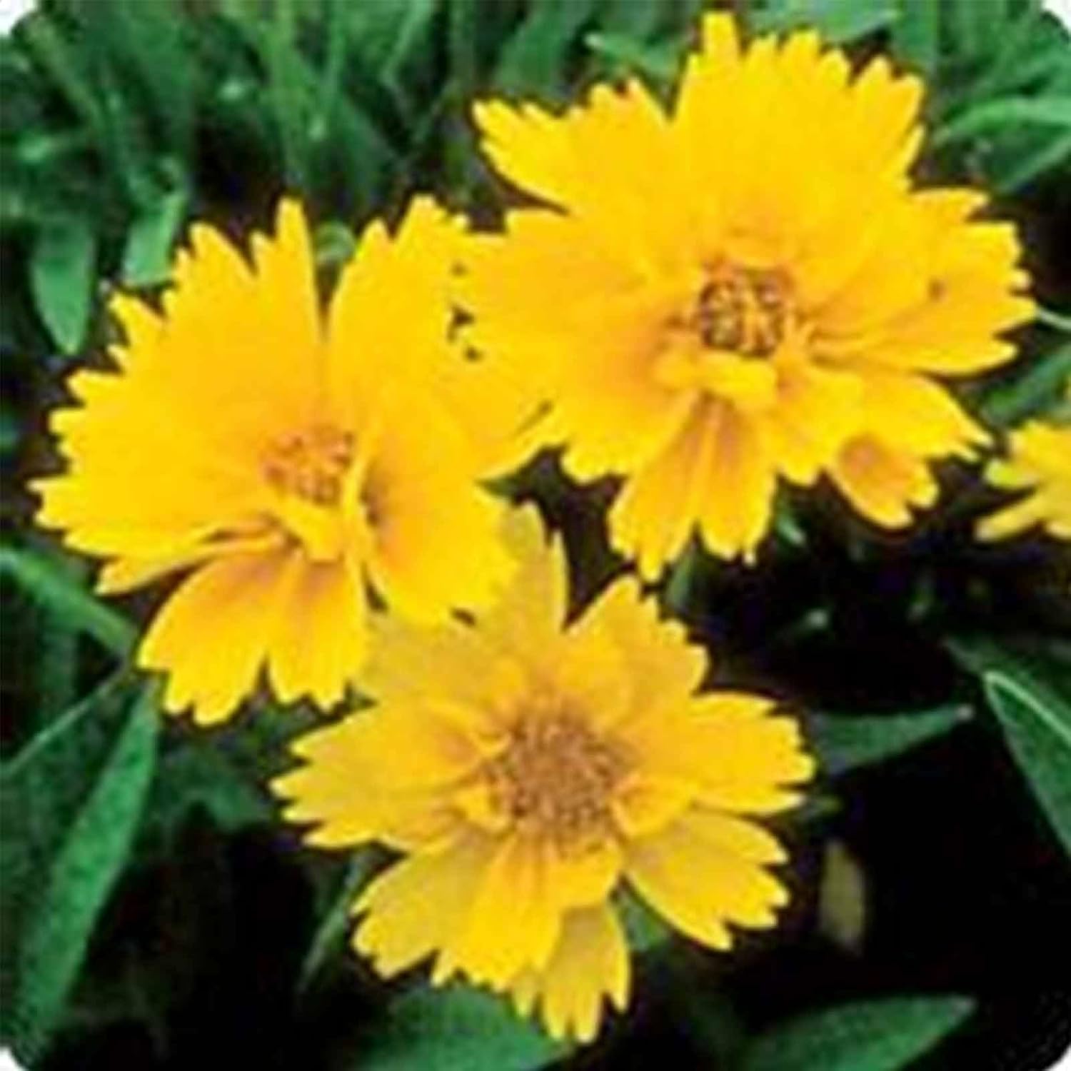 Amazon Com Early Sunrise Coreopsis Flower Seeds 1000 Seeds Perennial Flower Garden Seeds Coreopsis Grandiflora Garden Outdoor