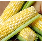 Earthcare Seeds Sweet Corn Peaches and Cream 100 Seeds (Zea mays) Non GMO - Untreated Seed