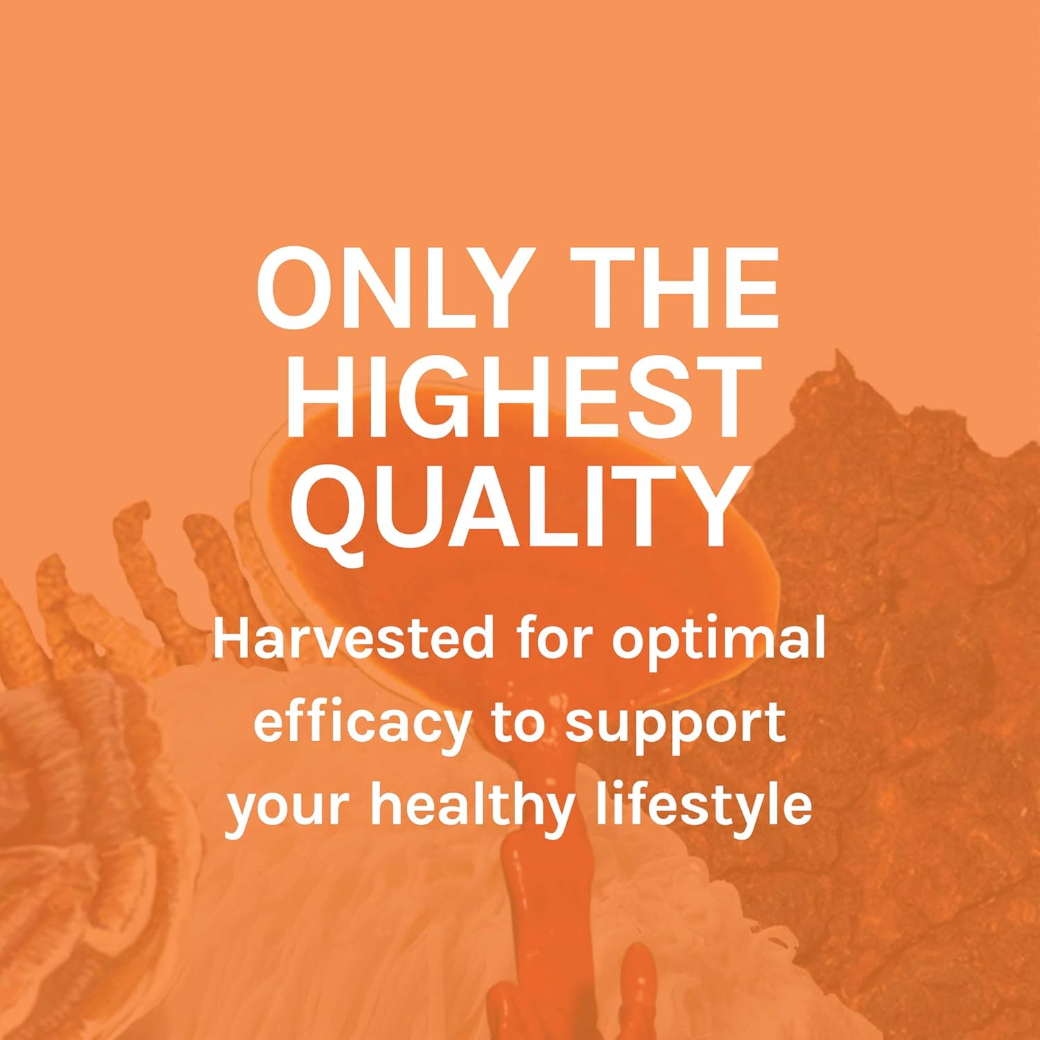 Host Defense, MycoBotanicals Blood Sugar, Maintaining Blood Sugar Levels Already Within Normal Range, Daily Mushrooms and Herb Supplement, Vegan, Organic, 60 Capsules (30 Servings): Health & Personal Care