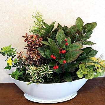 Amazon 和風カラーリーフ寄せ植え 7号楕円プラスチック鉢 受け皿付き サイズイメージ 幅約40cm 奥行約cm 高さ約40cm カラーリーフ寄せ植え 1個売り 美しいカラーリーフを使った丈夫で長持ちする寄せ植えです 玄関先やリビング オフィス入口など 置き場所を