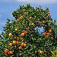 Brighter Blooms - Cara Cara Orange Tree, 5-6 ft. - No Shipping to AL, AZ, CA, FL, GA, LA, OR, TX, MS