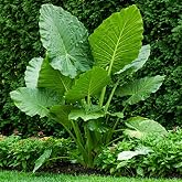 Giant Elephant Ear (3 Bulbs) Colocasia Esculenta - Beautiful Bulbs,tropical | Huge heart shaped leaves create dramatic summer impact | Great for landscapes, pool areas &amp; large patio containers | 3 Bulbs