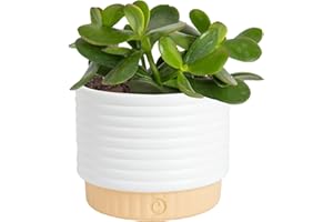 Costa Farms Jade Live Plant in Decorative Pot, Succulent Indoor Houseplant, Perfect for Home, Room, or Office Decor, Great House Warming or Birthday Gift, 4-6 Inches Tall
