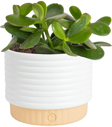 planters for pothos Golden Pothos | Easy, Beginner-Friendly Houseplants