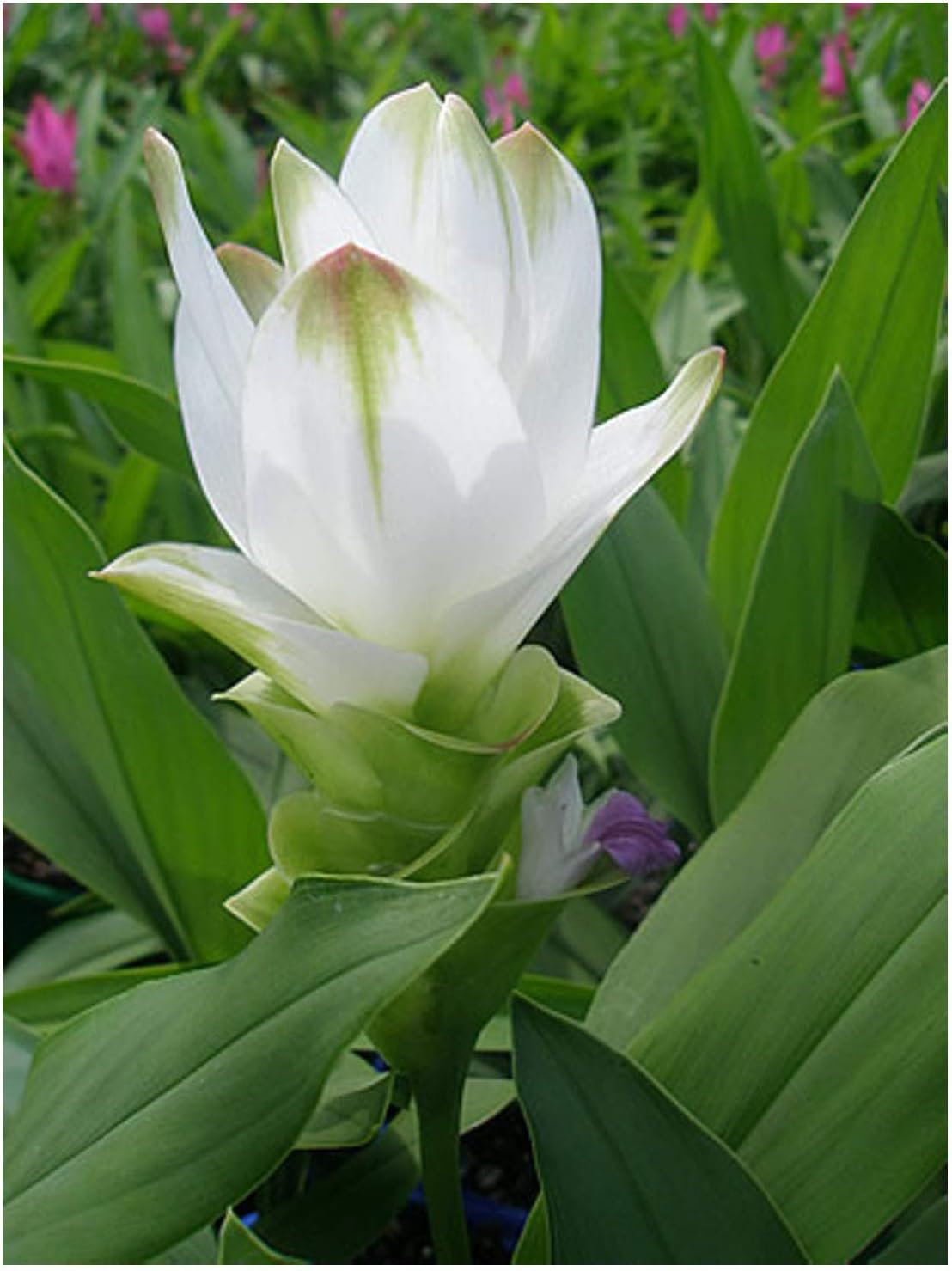 GARTHWAITE NURSERIES® : - UK Stockist : - Curcuma Alismatifolia Alba (Siam Tulip) Bulbs Cream Exotic Summer Flowering