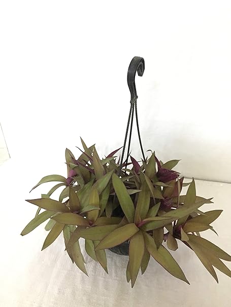 CAPPL Rohed Plant with Hanging Pot