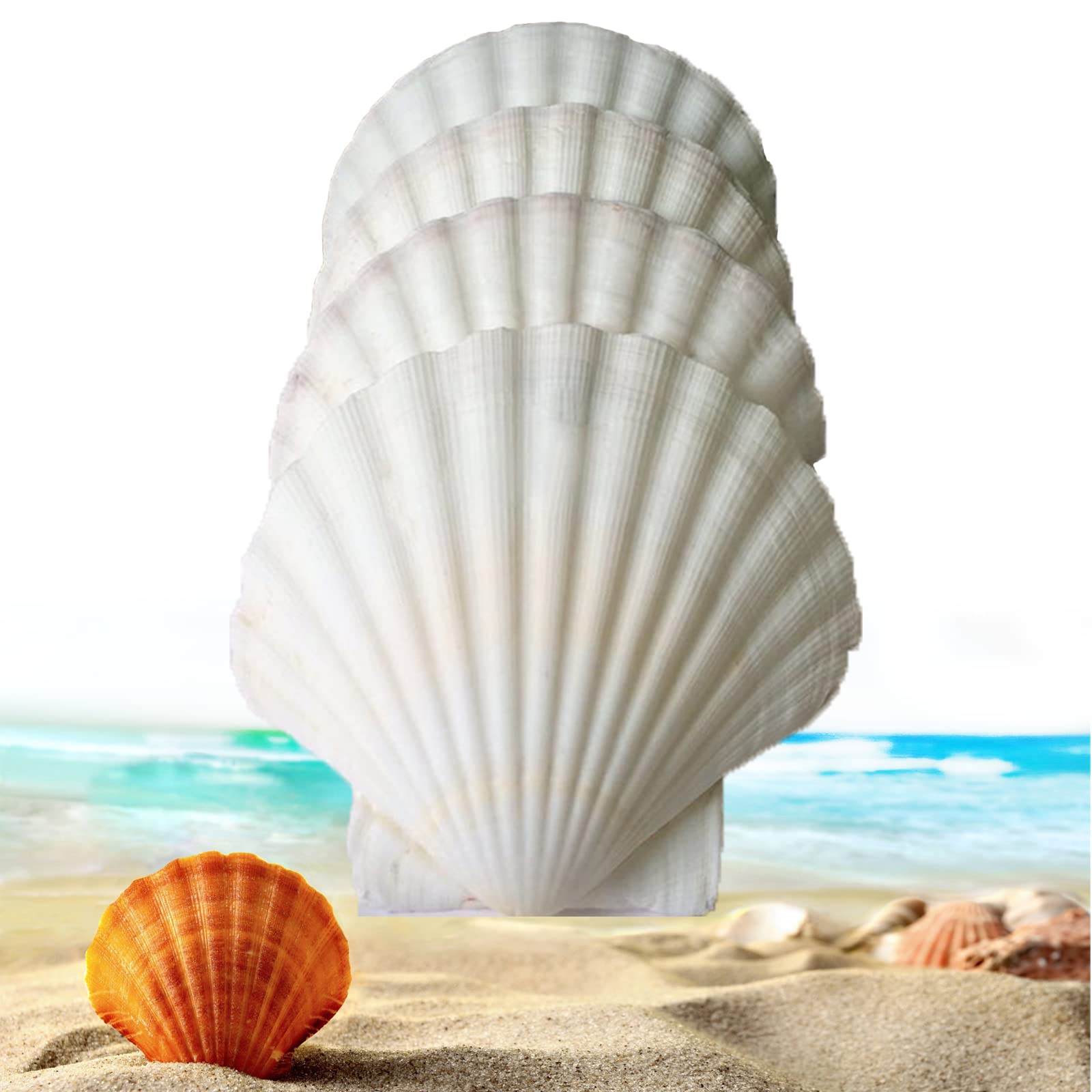 Photo 1 of 21pcs large scallop seashells for baking/serving food,natural clam 2.8-3.1 Inch shell plates for crafts/decoration,white bulk oyster sea shells for crafting