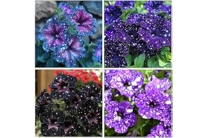 Night Sky Petunia Seeds - Multi-Color Galaxy Mix, 500+ Dwarf Wave Variety | Rare Non-GMO Heirloom Flower Seeds for Home Garde