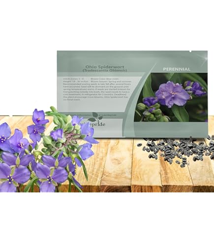 Amazon.com : Tradescantia Spiderwort Virginiana Perennial Seeds : Patio,  Lawn & Garden