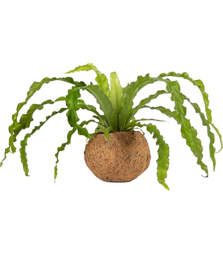 Amazon.com: Asplenium Hybrid 'Austral Gem Fern" : Grocery & Gourmet Food