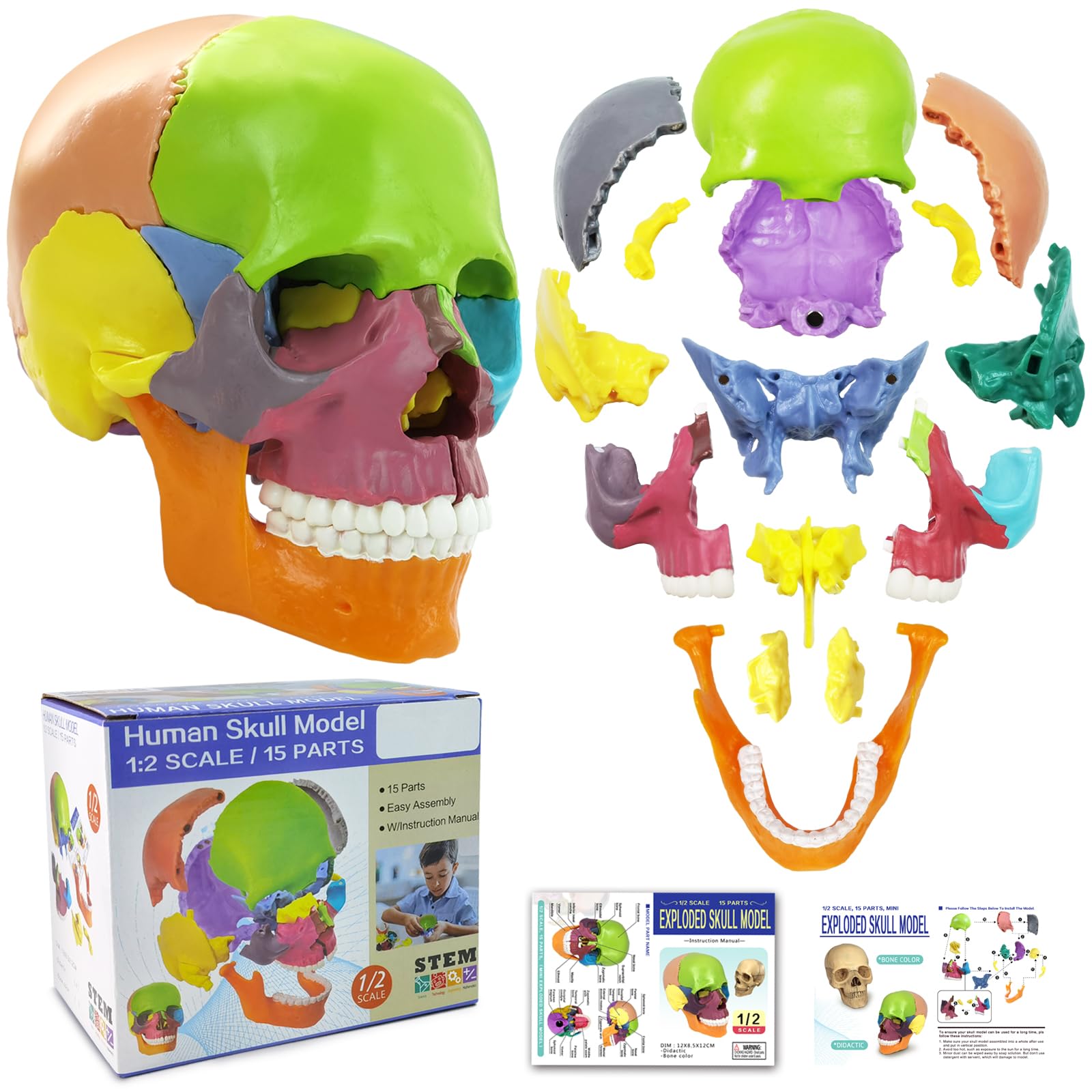 Photo 1 of 2026 New 15 Parts Anatomy Skull Model,Human Anatomy Exploded Detachable Palm-Sized Mini Human Color Medical Skull Model,Medical Dental Clinic Teaching Equipment,Learning with Color Study Manual