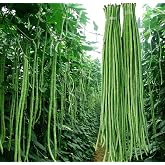 Snake Yard Long Asparagus Pole Bean Seeds Green Noodle Beans 30+ Seeds