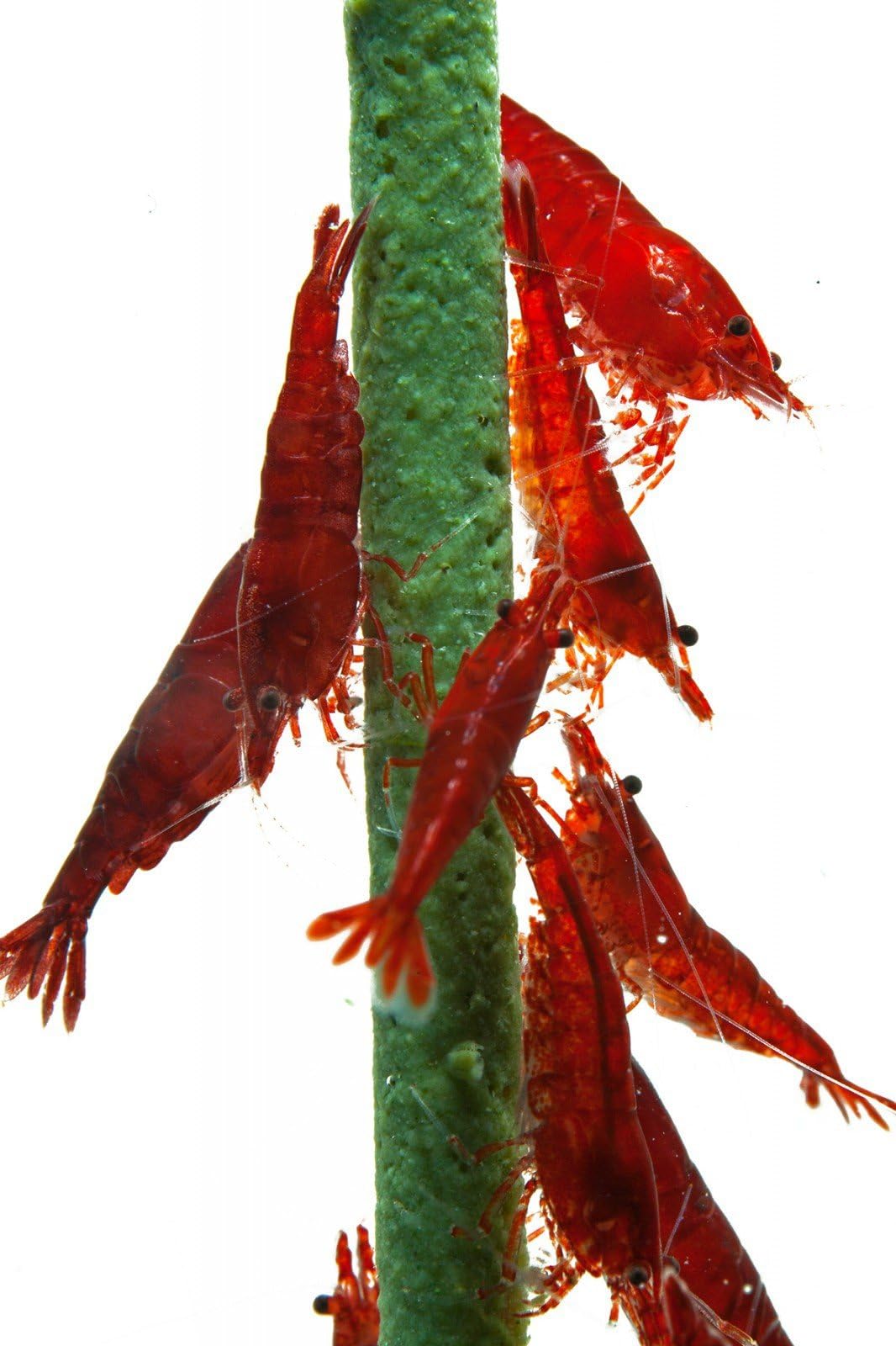 NatureHolic - Shrimp lollipops, popeye spinach - shrimp food - food for shrimps, snails and fish in the aquarium - 1 piece.