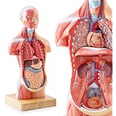 Merinden Human Body Model for Anatomy Study, 15 Part 11'' | Human Torso Model with Removable Organs Brain Lung Stomach Heart for Medical Student Lab &amp; Classroom Use