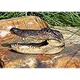 Gator Head 5-6 Inch Real Alligator Head By Hinterland Trading by Alligator King