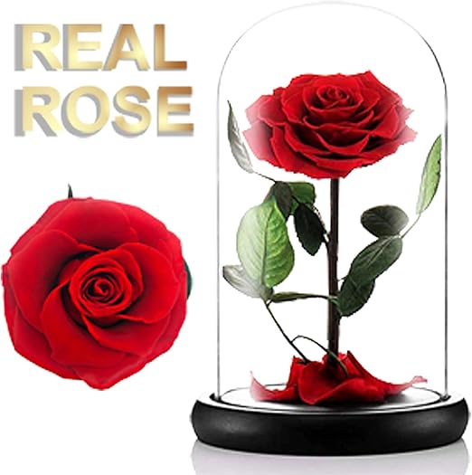 Amazon Com Moxuan Beast Rose Real Red Rose Gift For Her