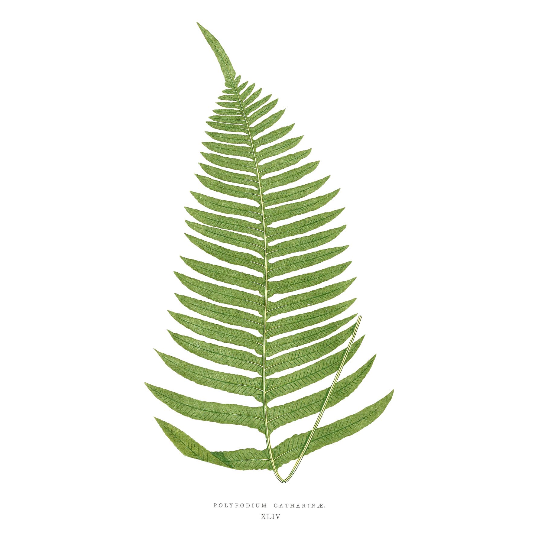 Wee Blue Coo Fern Polypodium Catharinae Large Wall Art Print Canvas Premium Poster