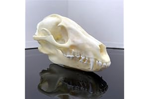 CEZUIC 1pcs Unique Real Cat Skull, Dog Skull, Fox Skull. Taxidermy Skull Collection,Specimen, Decorations (9)