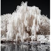 One White Willow Tree - Silver Leafs Shimmer in The Moon Light - One Cutting to Grow, Beautiful Outdoor Shade or Privacy Trees
