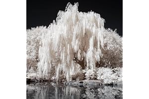 CZ GRAIN One White Willow Tree - Silver Leafs Shimmer in The Moon Light - One Cutting to Grow, Beautiful Outdoor Shade or Privacy Trees