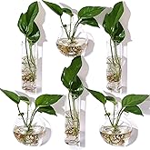 Baderke 6 Pcs Glass Wall Vase Indoor Propagation Planters Hanging Suction Cup with Plastic Invisible Traceless Hanger Wall Mount Decor for Hydroponic Plant Flower Succulent Spring Summer Wedding Decor