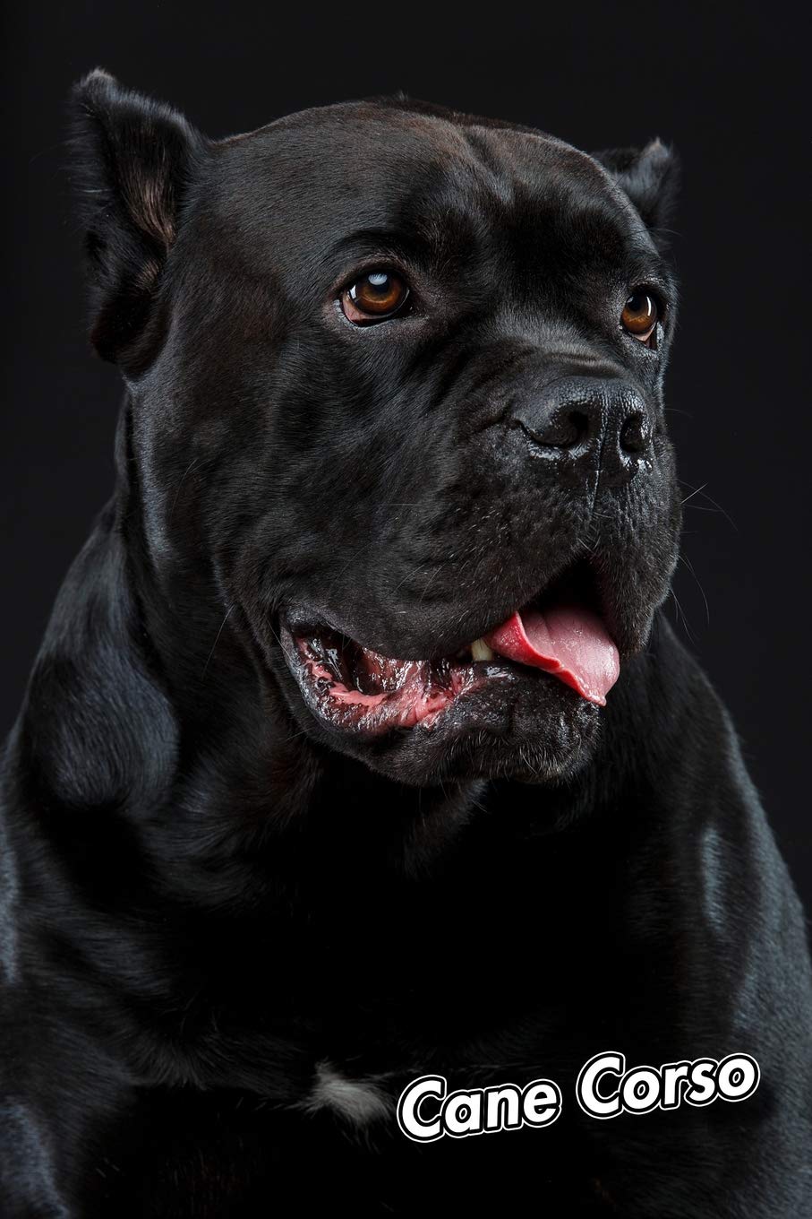 cane corso 9 months