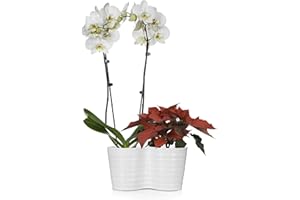 JUST ADD ICE Plants & Blooms Shop JAI303 Holiday Poinsettia & Orchid Christmas Décor or Gift, Easy Care Live Plants, 10", Red + White
