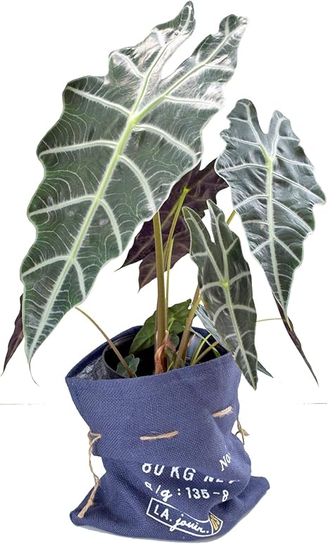 Amazon フラワーマーケット花由 観葉植物 鉢植え アロカシア アマゾニカ 観葉植物 オンライン通販