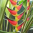 Heliconia Aurantiaca Seeds Heliconia Rostrata Perennial Long Lasting Showy Heat & Humidity Tolerant Ornamental Cut Flowers Attracts Hummingbirds 55Pcs Flower Seeds by YEGAOL Garden