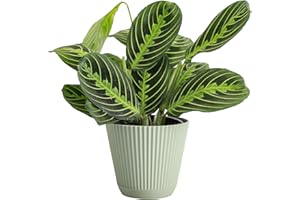 Thorsen's Greenhouse Lemon Lime Prayer Plant, Live Indoor Plant, Pet Friendly, Attractive Houseplant, Lemon Maranta, Natural Air Purifier, Easy to Grow, 4" Diameter Pot (Sage)