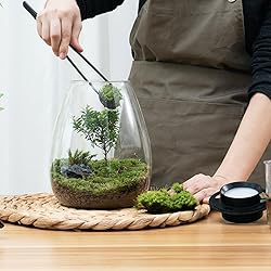 Desktop Glass Terrarium with Grow Light