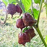 100PCS Chocolate Carolina Reaper Chili Pepper Seed Hot Pepper Seed Heirloom