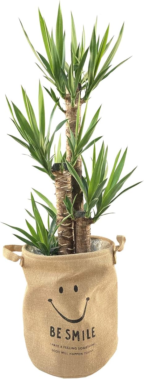 Amazon 花のギフト社 青年の木 ユッカ 8号鉢 にこちゃん 麻袋 観葉植物 グリーン インテリア プレゼント 新築祝 記念日 観葉植物 オンライン通販