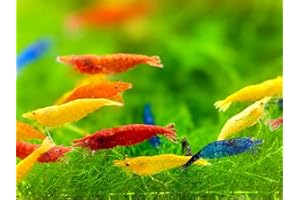 Seam Oasis - Mix Neocaridina Shrimps for Live Shrimp Freshwater Aquarium - Live Shrimp Arrival Guarantee (Pack of 50, Mixed)