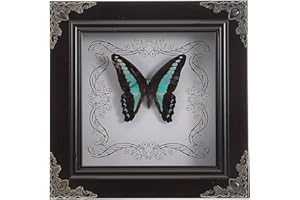 Balacoo Real Iridescent Blue Butterfly Specimen Frame Vintage DIY Shadow Box Picture Frame Home Décor
