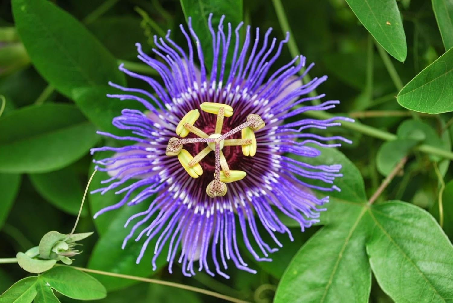 Passiflora Incarnata (10 Seeds). AKA Purple Passion Flower/Maypop