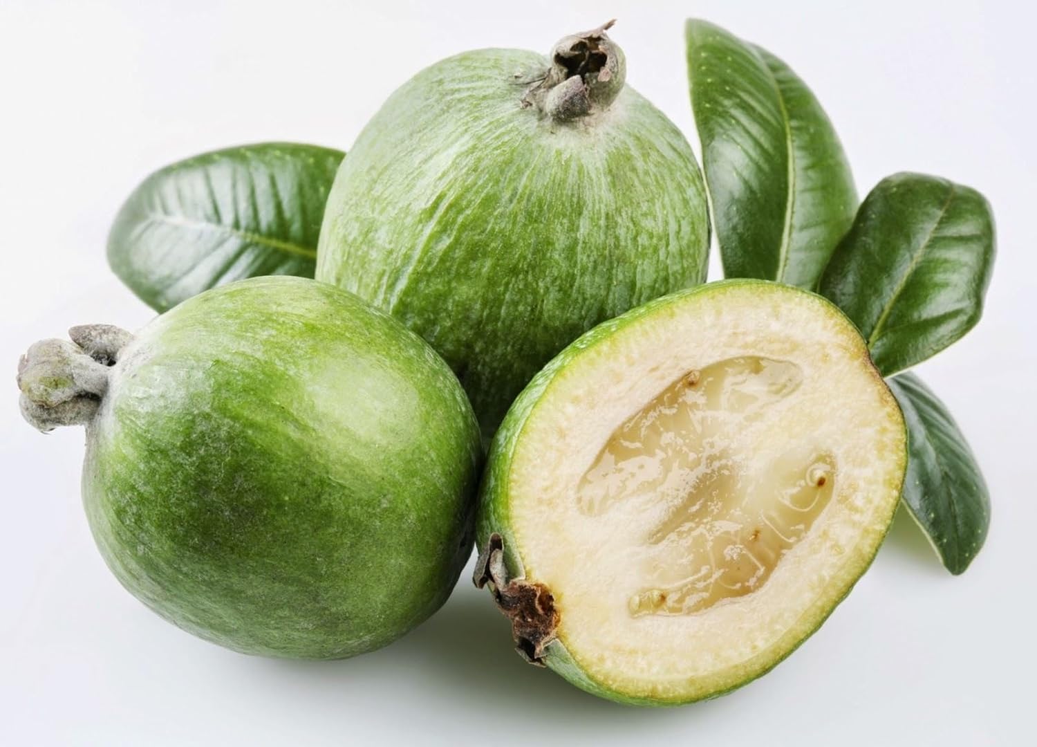 Buy Azalea Gardens Indoor Dwarf 40 Pcs Feijoa Feihoa Acca Sellowiana Myrtaceae Pineapple Guava Guavasteen Seeds Online At Low Prices In India Amazon In