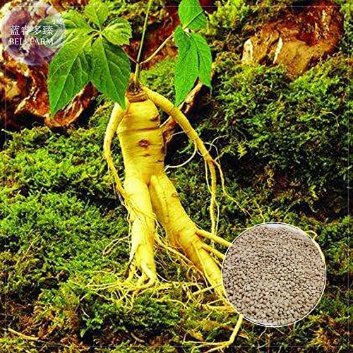 2018 Hot Sale Davitu Chinese Ginseng Seeds Ashwaganda, 6 Seeds, Professional Pack, Heirloom Herbs New Fresh Seeds Plants Gardening