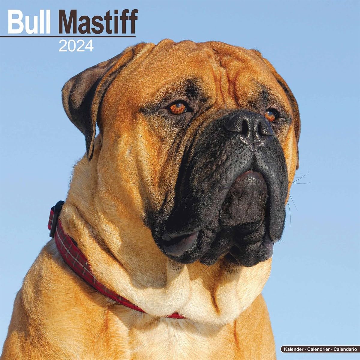 Bull Mastiff Calendar 2024 Square Dog Breed Wall Calendar - 16 Month