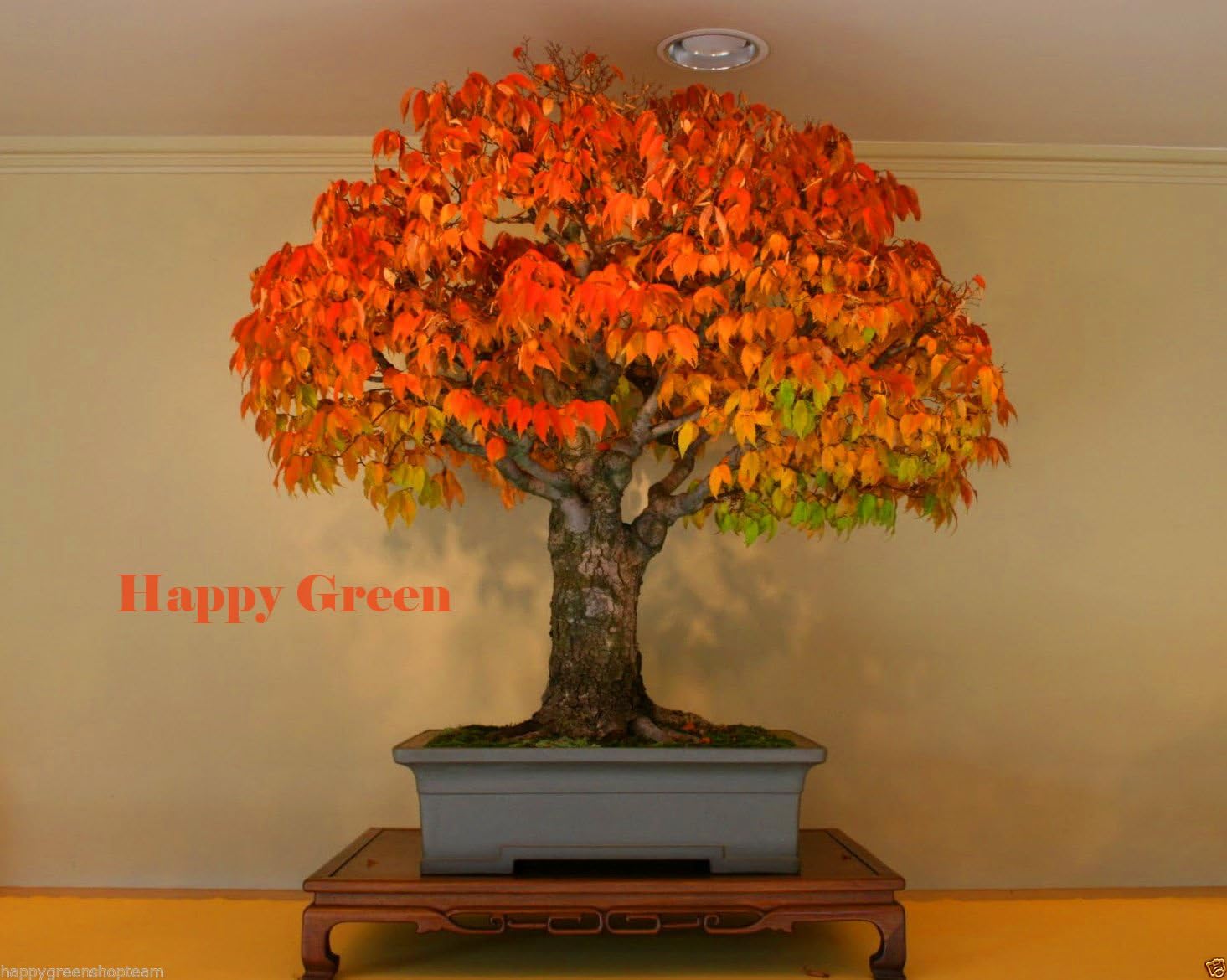 JAPANESE ELM 30 seeds Zelkova serrata American