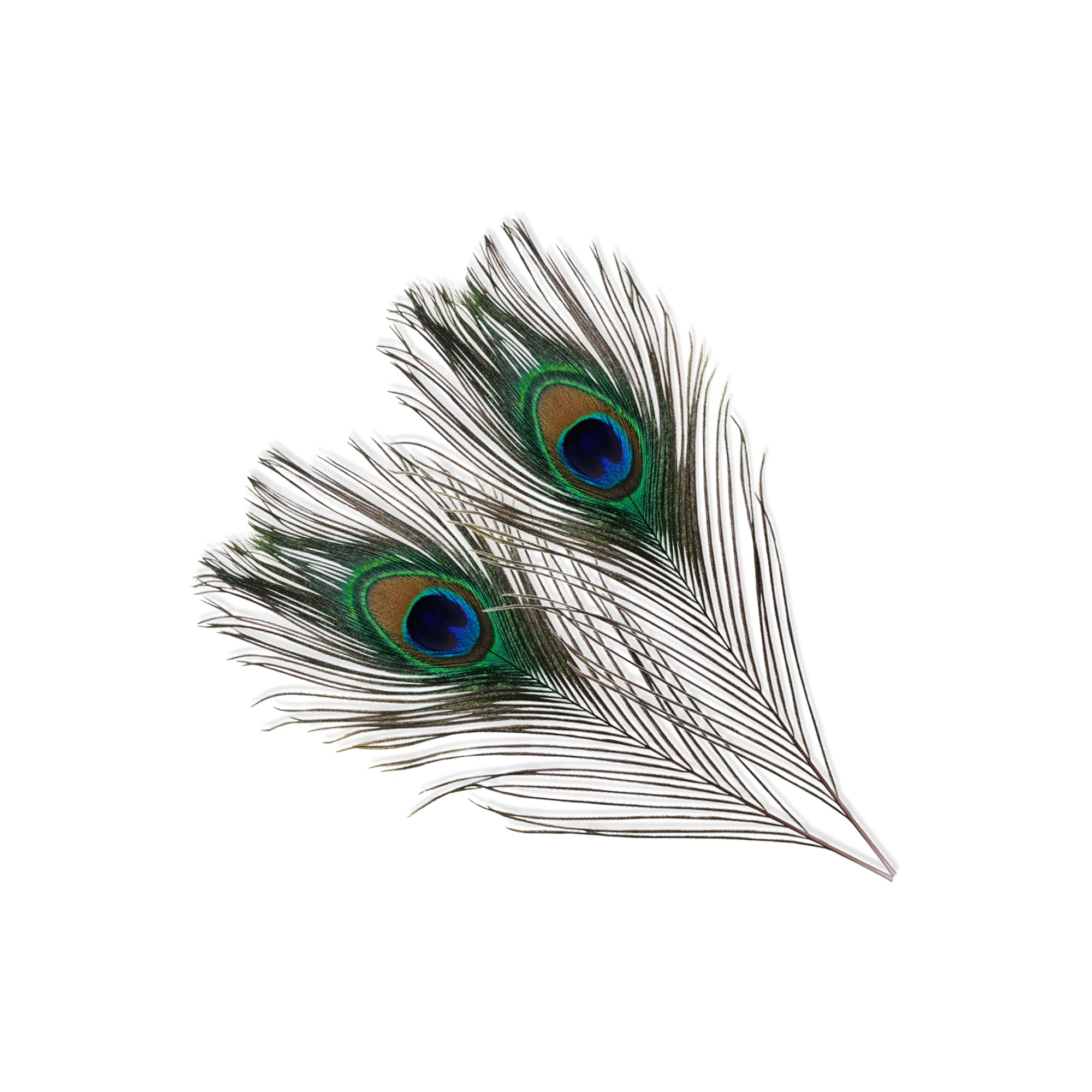 WedDecor Natural Peacock Feathers, Long Colourful Peacock Feathers, Natural Peacock Tail Feather for Wedding, Party Decoration, DIY Art & Craft, Wedding Vase, 10-12" (50pcs)