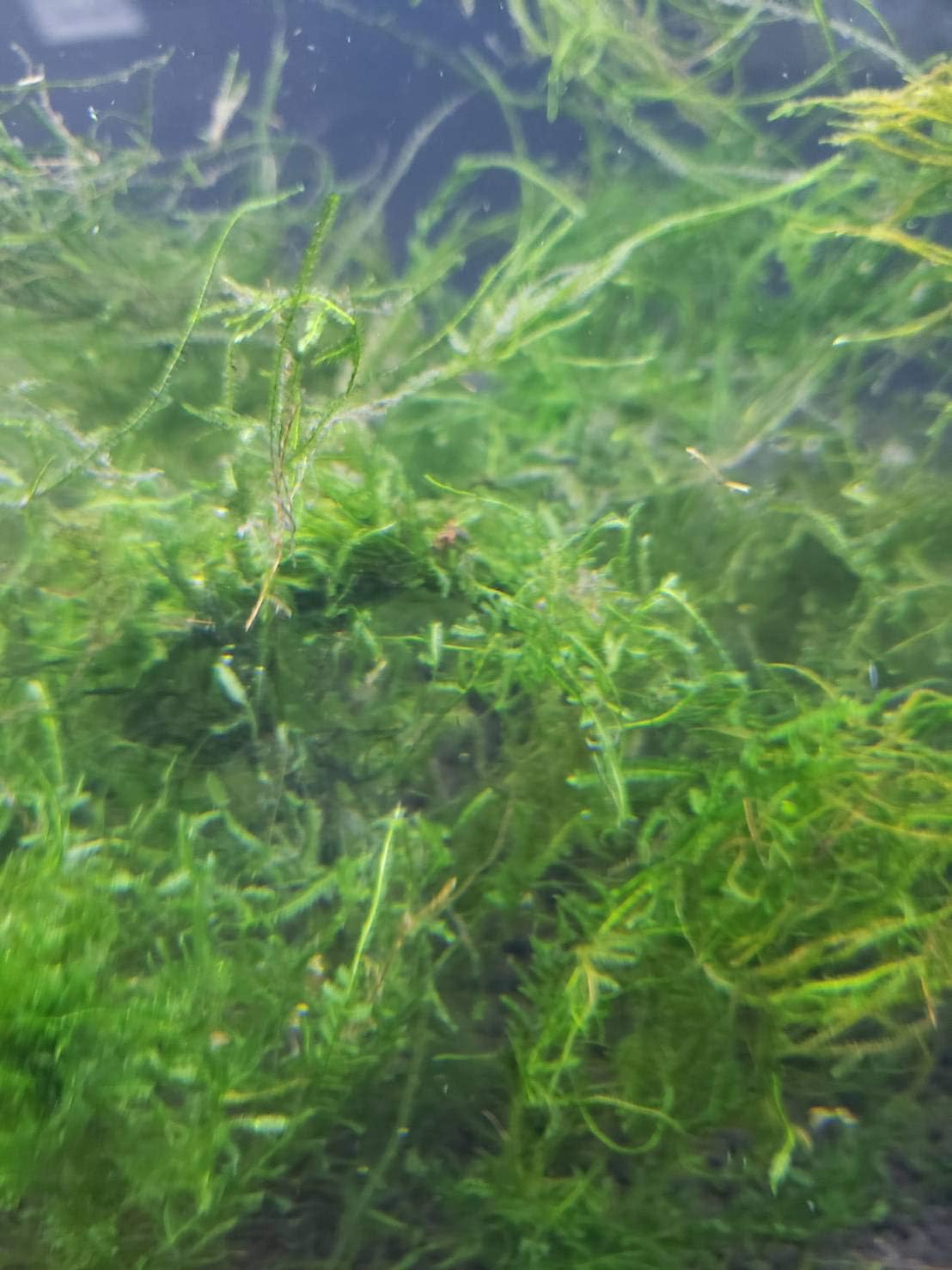 Amazon B O D Aqua メール便発送 訳アリ 南米ウィローモス 横14cm 奥行10cm 深さ4cm 約10g 水草 無農薬 B O D Aqua 生体水草 通販