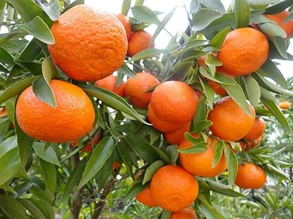Amazon Com Totamend Mandarina Mandarina Naranja Fruto Real Planta Viva 2 A 5 Planta Viva 3 Plantas Mascotas