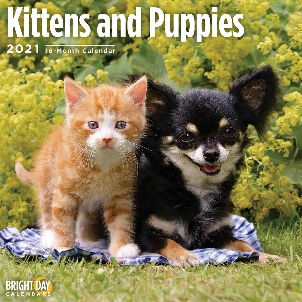 puppies and kittens