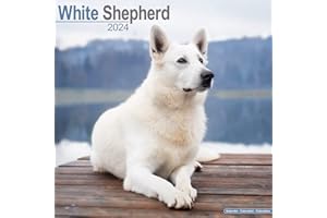 White Shepherd Calendar 2024 | Square Dog Breed Wall Calendar - 16 Month: Original Avonside-Kalender [Mehrsprachig] [Kalender