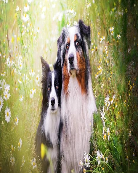 border collie painting