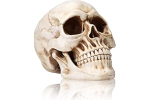 KatchOn, Life Size Human Skull Model 1:1 - Realistic Halloween Human Skull Replica Model | Resin Skull Head Props for Outdoor Halloween Decorations for Home | Skull Decorations Indoor