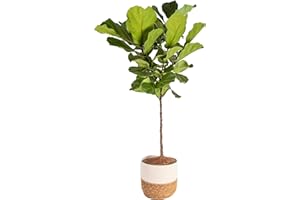 Costa Farms Fiddle Leaf Fig Tree, Ficus Lyrata Live Indoor Floor Houseplant in Decor Planter, Tropical Plant for Home Potted in Soil, Home and Office Decor, Housewarming Gift, 3-4 Feet Tall