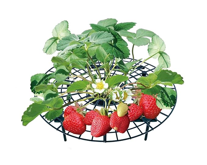 UPP Erdbeerreifer & Fruchtreifer Einstellbare Stützen für Erdbeeren