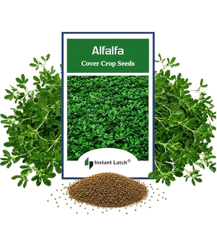 Amazon.com : FARMERS DAUGHTERS SEEDS Alfalfa Seed 1lb Bag (Coated) : Patio,  Lawn & Garden